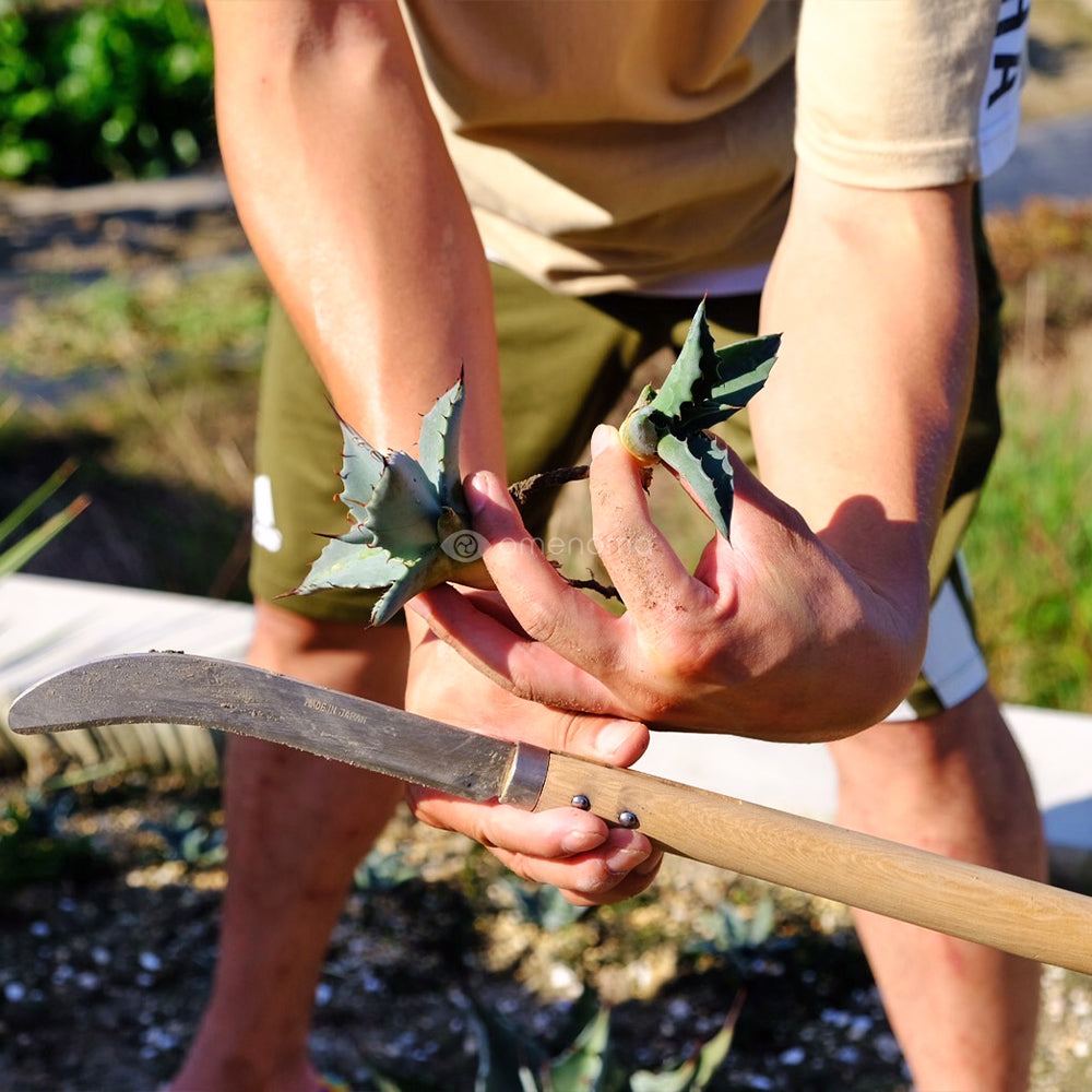 Transplant Sickle 165mm（移植鎌） – amenomaオンラインショップ